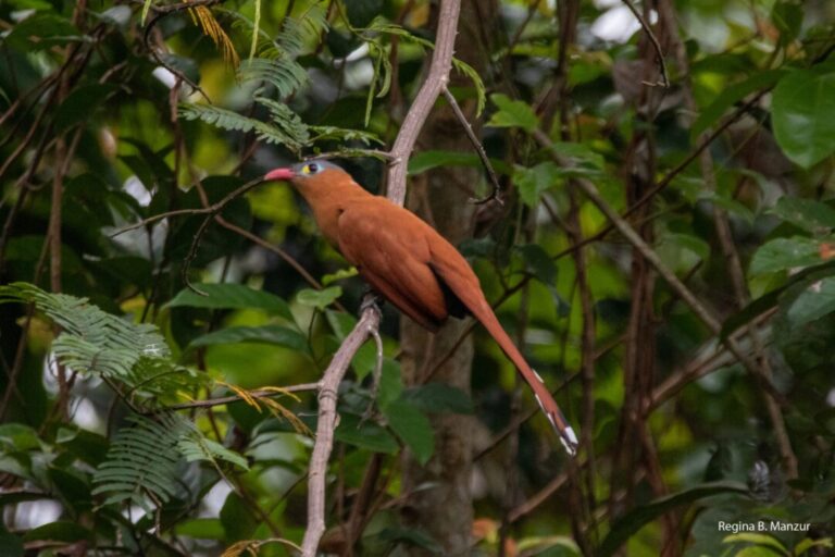 Plumagem atrativa e canto peculiar: conheça o chincoã-de-bico-vermelho