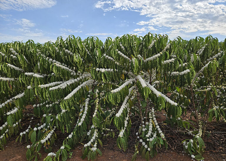A história do café adaptado à Amazônia