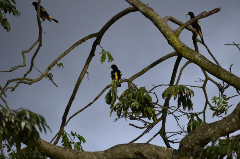 Japiim, o pássaro que imita mais de 20 espécies na Amazônia