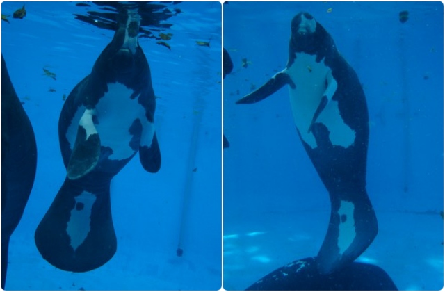 Kinjá: peixe-boi “mais bonito do mundo” completa 21 anos