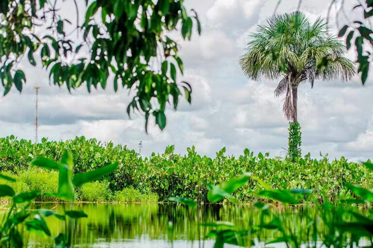 Amaparque: US$ 30 mi serão investidos na criação da maior unidade de conservação urbana do mundo