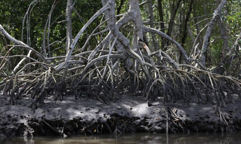 Estudantes conhecem o maior manguezal contínuo do planeta por meio de projeto nacional