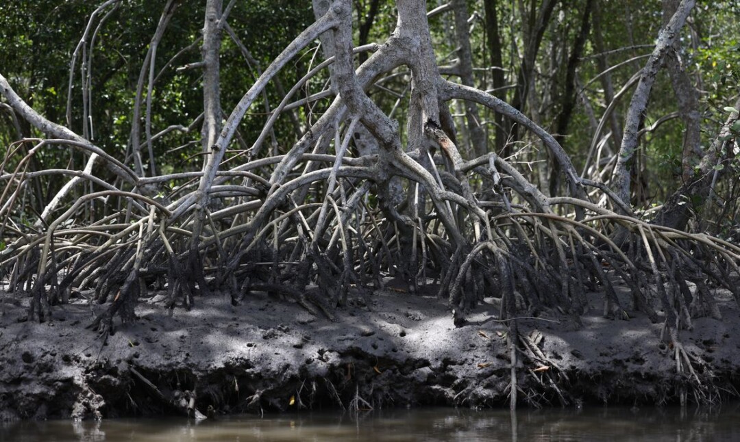 ESPÉCIES MIGRATÓRIAS VIVEM EM ÁREAS ÚMIDAS