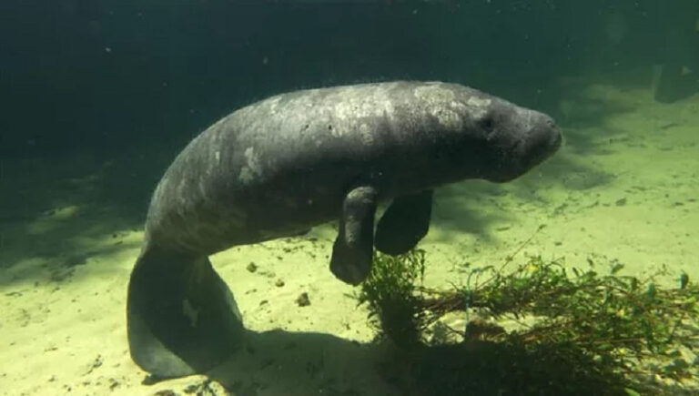 Conheça o peixe-boi-da-Amazônia, o ‘cantor’ que equilibra o ecossistema da região