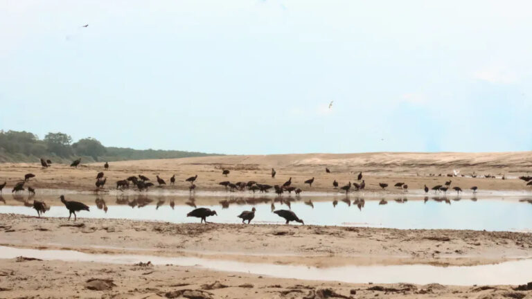 Comitê de Mudanças Climáticas fortalece ações estratégicas para o período mais seco do ano em Rondônia