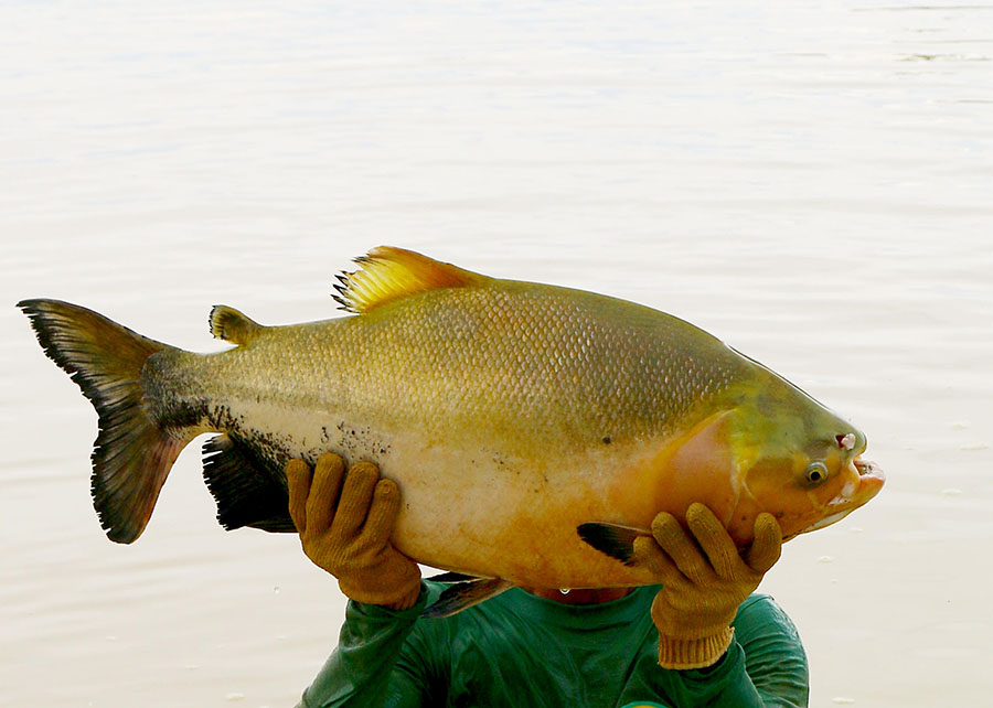 peixe tambaqui