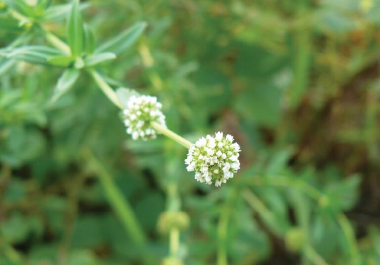 Vassourinha-de-botão: planta é usada popularmente para tratamento de hemorroidas e varizes