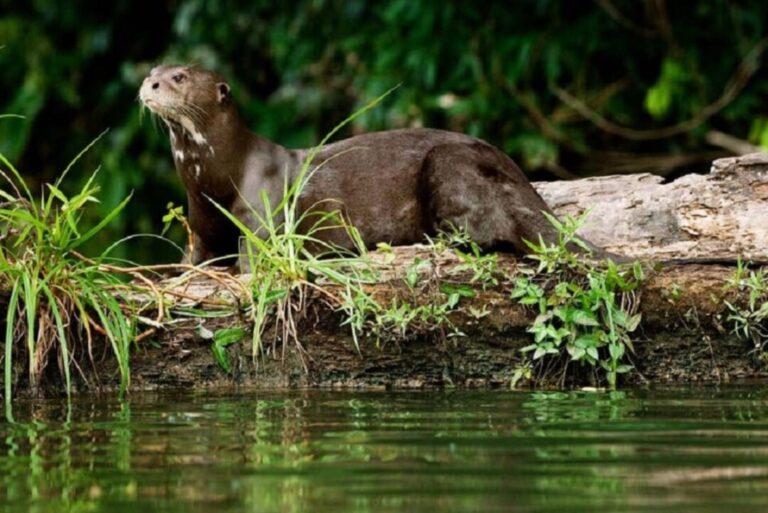 Quais são as áreas naturais protegidas com maior biodiversidade no Peru?