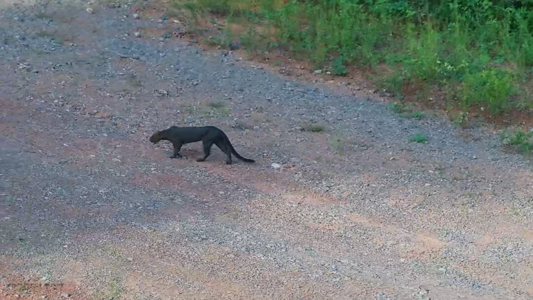 Em rara aparição, gato-mourisco é flagrado em área de preservação da Usina Belo Monte