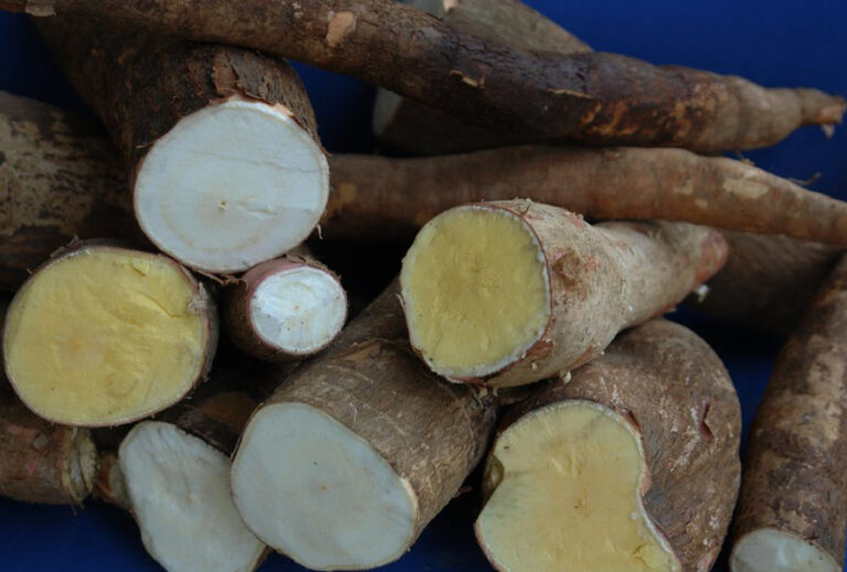 Estudo mostra que indígenas tiveram papel crucial na disseminação da mandioca nas Américas