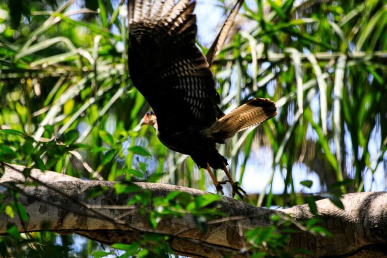 Pesquisa identifica espécies resilientes para restauração ecológica na Amazônia