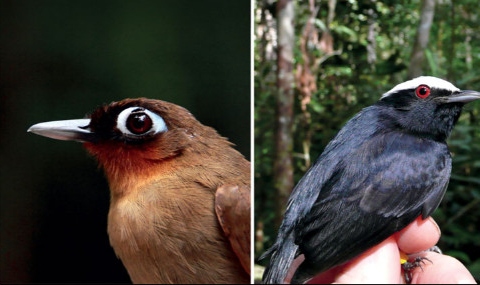 Estação seca mais quente reduz em 63% taxa de sobrevivência de aves da Amazônia