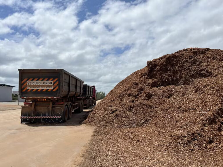 Biomassa do cavaco de acácia vira alternativa energética em Roraima