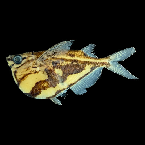 Diversidades de peixes miniaturas no Rio Negro é analisada por pesquisadores no Amazonas