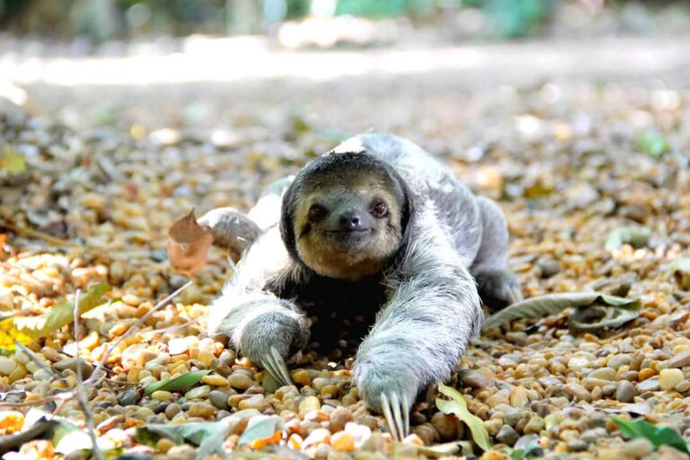 Preguiça-de-bentinho: a vida calma e solitária de um habitante da Amazônia