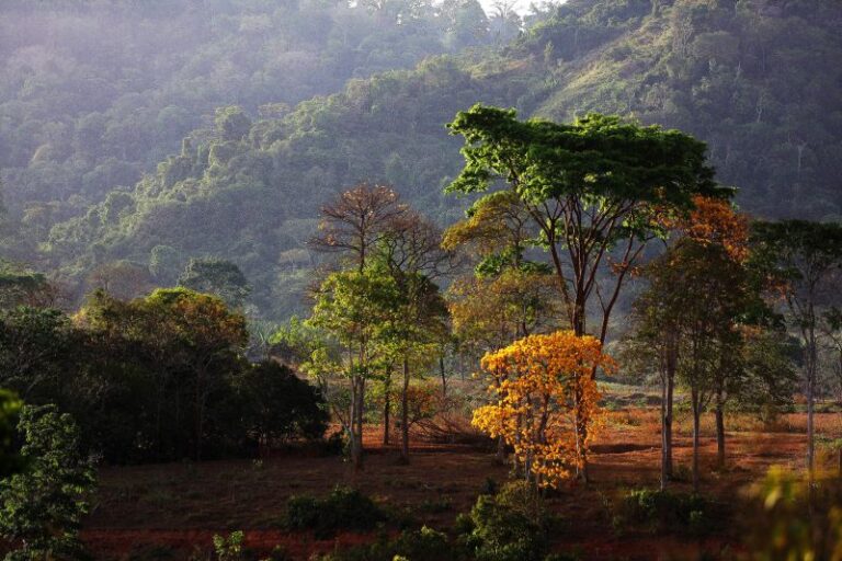 Pará anuncia que fará novas concessões para recuperação florestal na APA Triunfo do Xingu