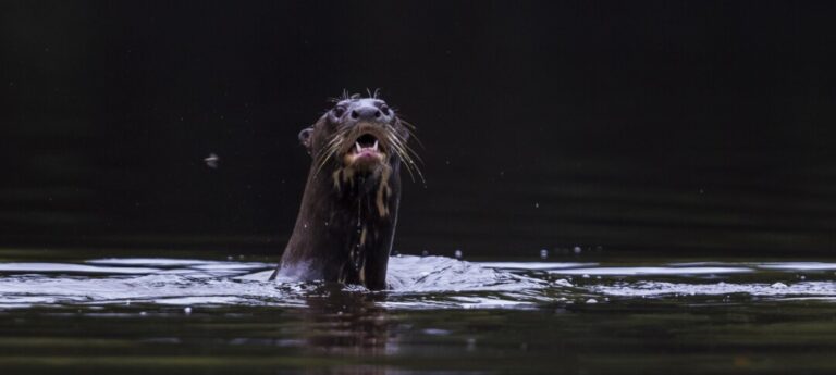 Pesquisa com ariranhas busca compreender estado de conservação da espécie no Amazonas