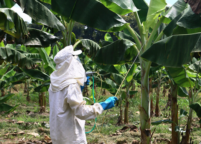 Produção de banana na Amazônia é impulsionada por técnica de controle da Sigatoka-negra