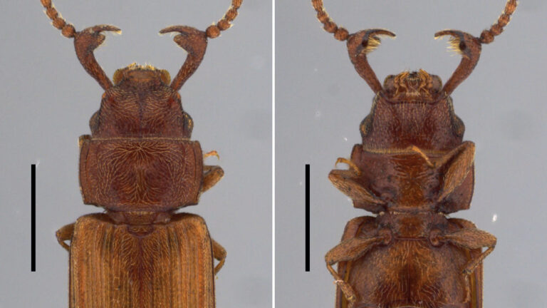 Cientistas levam mais de 20 anos até encontrar macho de besouro da espécie Cryptolestes obesus