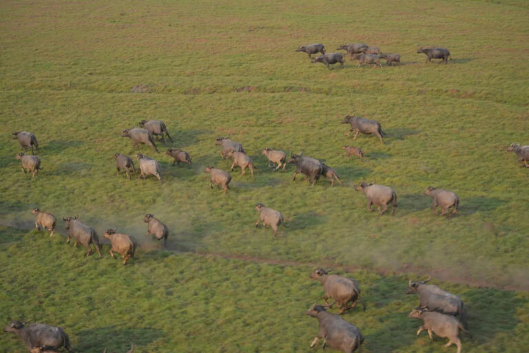 Búfalos selvagens: ainda sobre a ação civil contra os gigantes gentis do Guaporé
