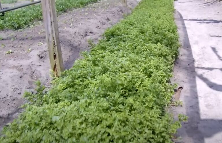 Potencial anticancerígeno em planta amazônica é analisado no Acre