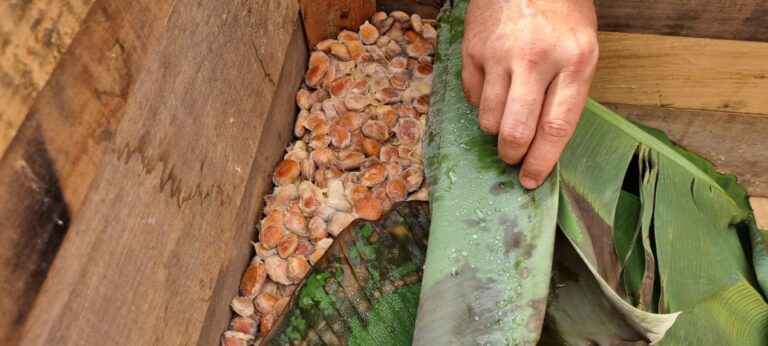 Patente de processo inovador para produção de nibs de cupuaçu é registrada pela Ufac