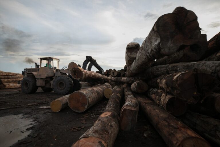 Por que as FPNDs são o futuro da conservação na Amazônia?