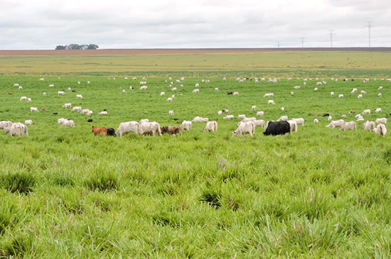 Conversão de florestas em pastos e cidades afeta o clima na Amazônia