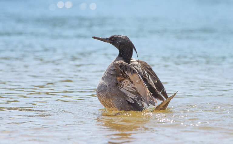 Pato-mergulhão, espécie à beira da extinção ainda é encontrada no Tocantins
