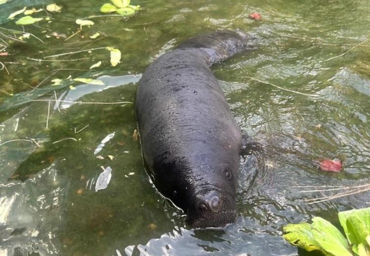Filhote de peixe-boi nasce em centro de preservação no Amazonas após 5 anos sem registros