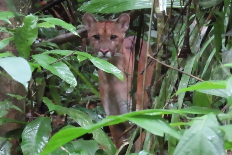 Vídeo: Puma é avistado no Parque Nacional Serra do Divisor em Loreto, no Peru
