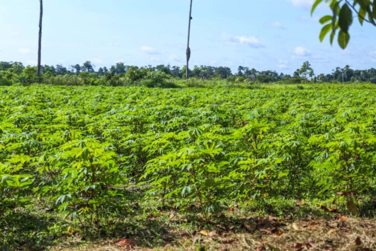 Projeto desenvolvido no Acre busca recuperação de paisagens degradadas no Juruá