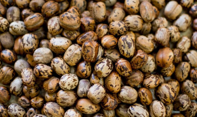 Repelente sustentável é desenvolvido em Manacapuru com ajuda de estudantes