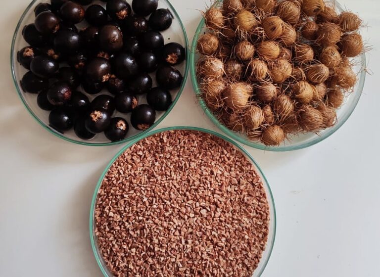 Açaí tem potencial no combate ao câncer colorretal, aponta pesquisa maranhense