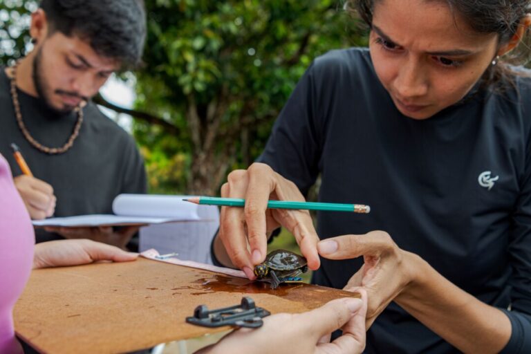 Ciência e conhecimento tradicional: aliança fortalece a conservação de quelônios da Amazônia
