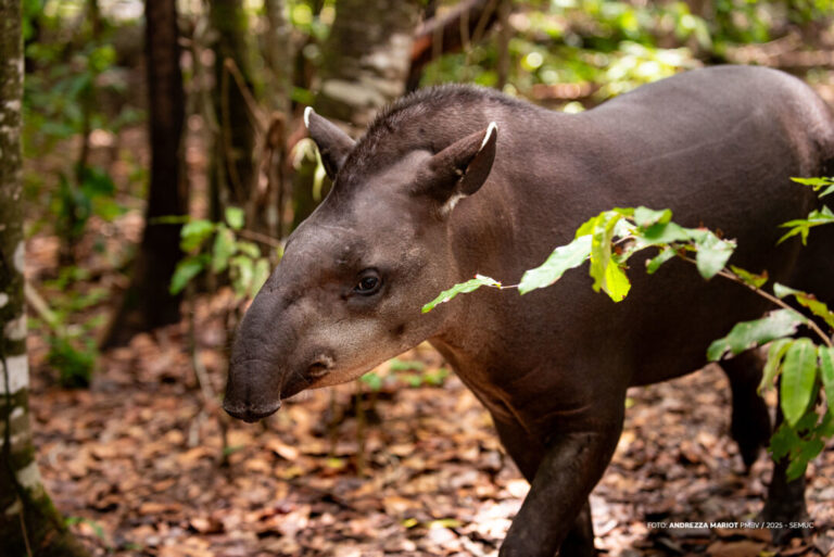 Do resgate ao acolhimento: a vida tranquila de uma anta no Bosque dos Papagaios