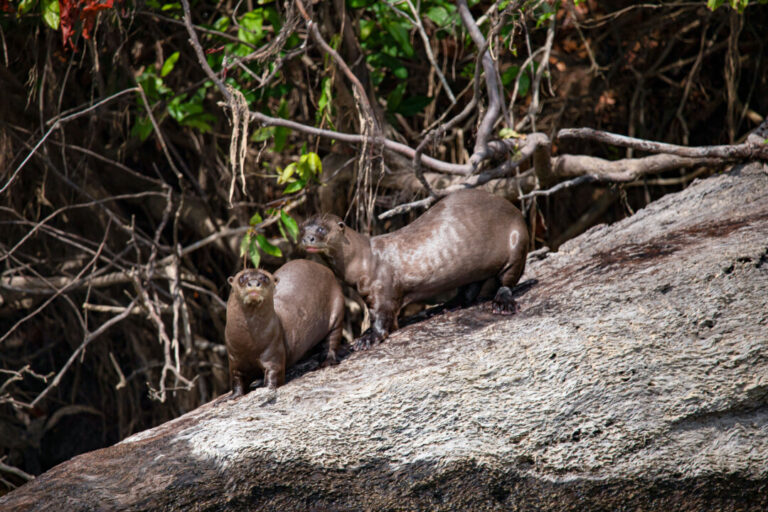 Em rara aparição, câmeras flagram filhotes de ariranha em área de monitoramento no Pará; vídeo