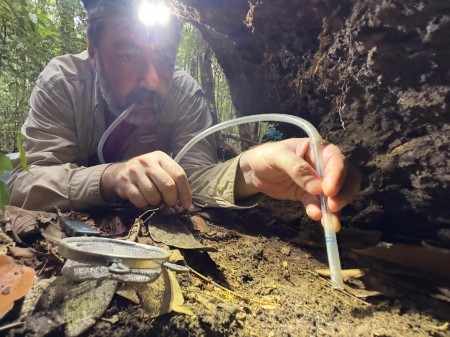 Cientistas avaliam a diversidade de insetos da Amazônia, desde o solo até a copa das árvores