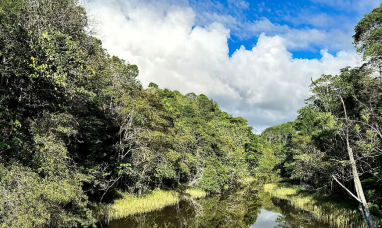 Plataforma identifica áreas prioritárias para restauração florestal