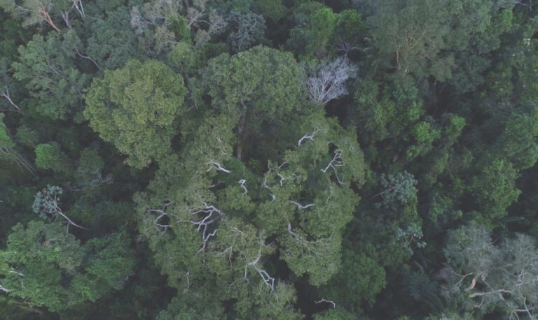 Solo perde mais carbono virando monocultura do que pegando fogo