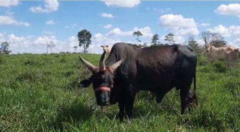 ‘Bizarrices’ no mundo animal: relembre casos de animais geneticamente modificados na Amazônia; o último vai te surpreender (vídeo)