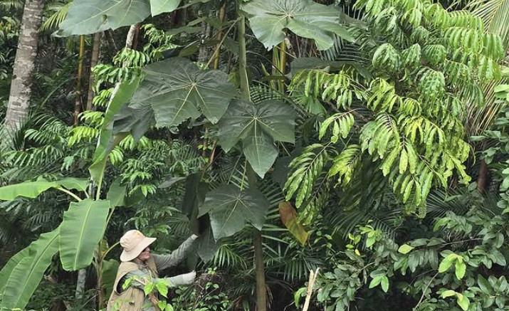 Pesquisa mostra potencial biotecnológico da folha de pau-de-balsa como substituto do mercúrio na mineração