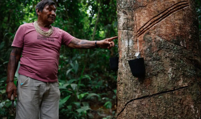 Povo Rikbaktsa volta a extrair látex sem patrões e respeitando a mata