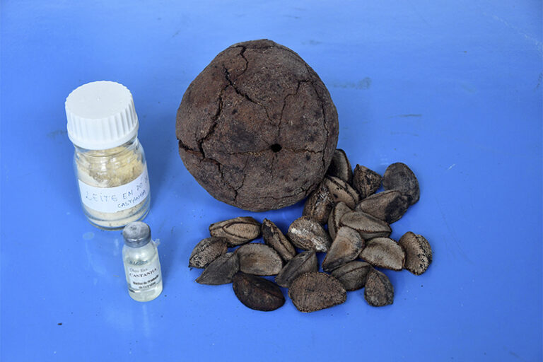 Inteligência artificial reduz ação de fungo causador de toxinas na castanha-da-amazônia