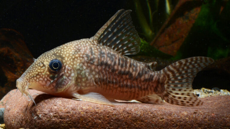 Peixes cascudinhos são descobertos por meio de financiamento coletivo na bacia do rio Tapajós