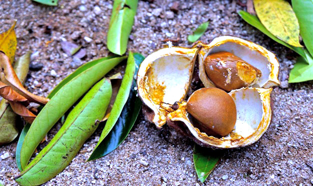 Com R$ 39 mi, Fundo Amazônia apoia pequenos produtores rurais e extrativistas de óleos vegetais, açaí e pescado