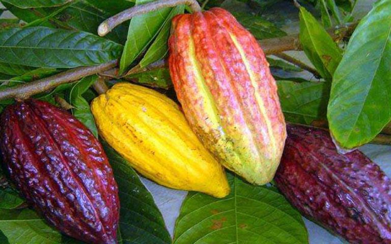 Cacau cultivado em Rondônia, no Brasil. 