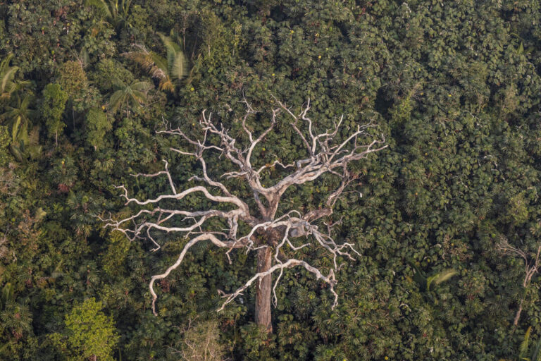 Em 2024, desmatamento atingiu 40% das Áreas Protegidas monitoradas na área de influência da BR-319