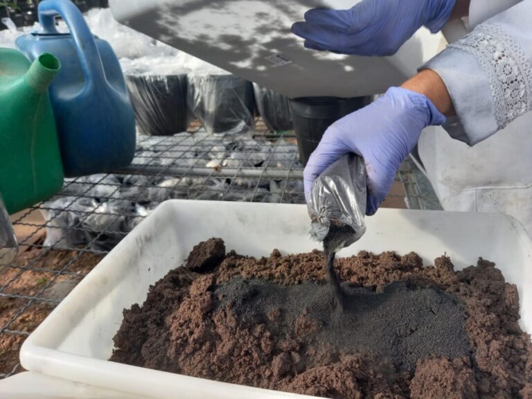 Biocarvão e plantas nativas podem ajudar a recuperar solos contaminados por metais pesados na Amazônia