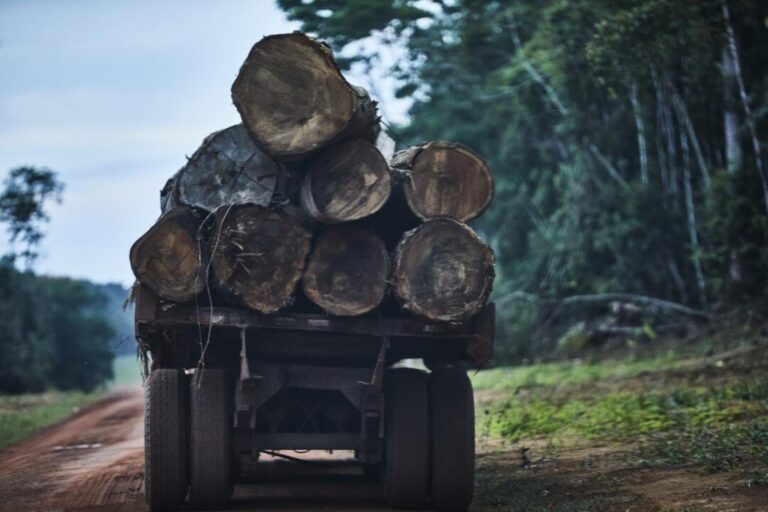 Exploração ilegal de madeira dispara e ameaça florestas e comunidades na Bacia do Xingu